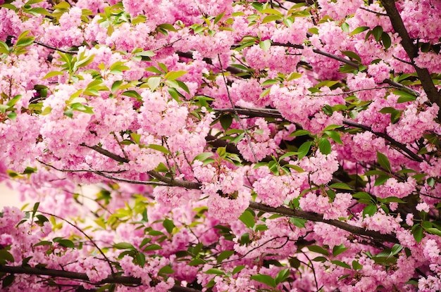 Свежие розовые цветы сакуры, растущие в саду естественным весенним фоном на открытом воздухе