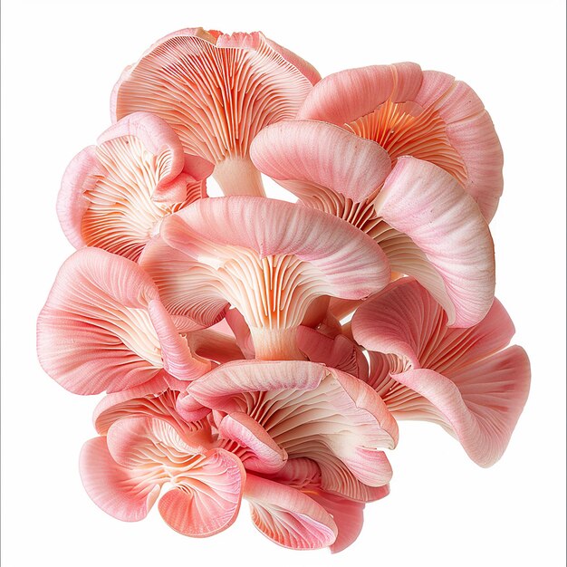 Photo fresh pink oyster mushrooms on white background