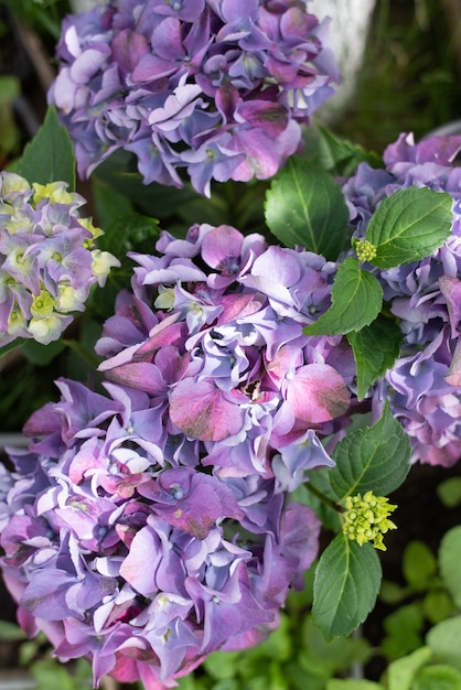 緑の葉のクローズアップと新鮮なピンクと紫のアジサイの花