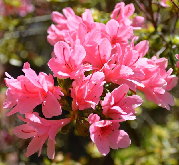 Foto rododendro rosa fresco sulle piante