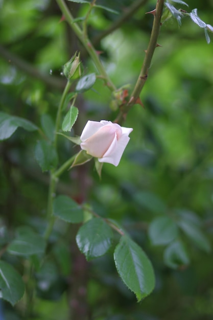 Fresh pink rose in green sunny garden Bush of pink rose summertime floral background Closeup of a pink flower blooming outdoors