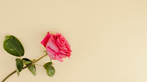 Photo fresh pink rose with copy space