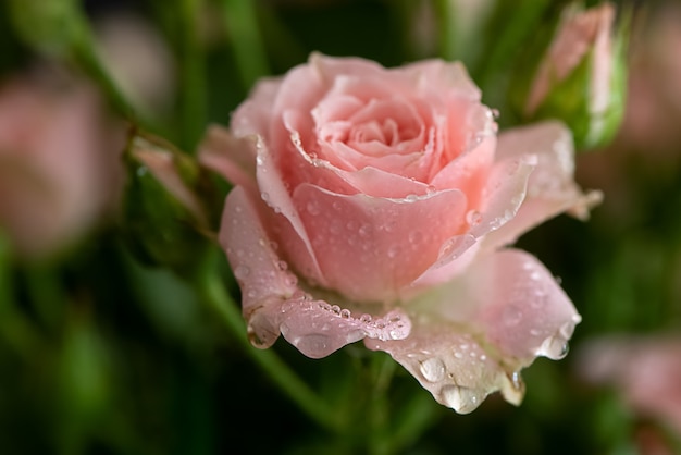 Fresh pink rose with dew drops on petals close up