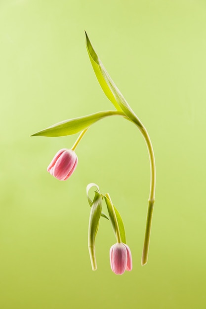 녹색 배경에 신선한 핑크 튤립 꽃