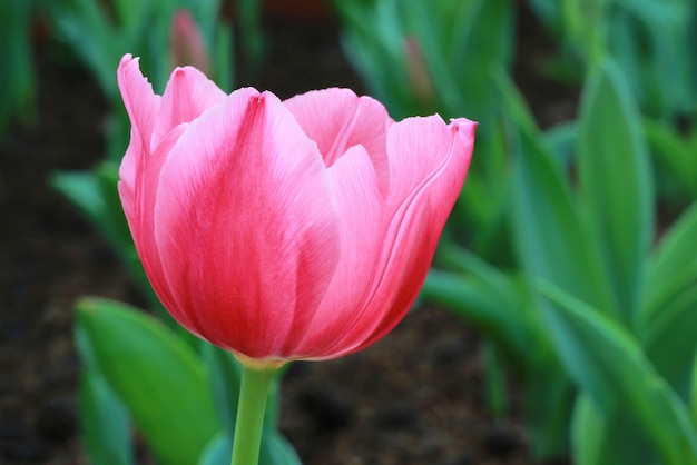 Свежий розовый тюльпан