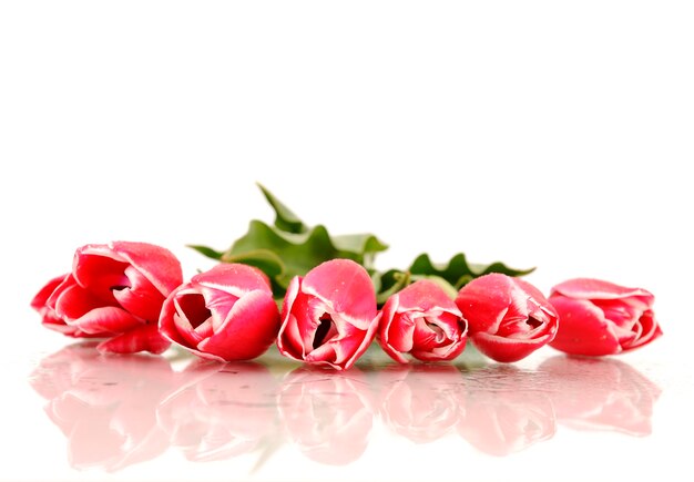 fresh pink tulips in drops of water and reflection on white