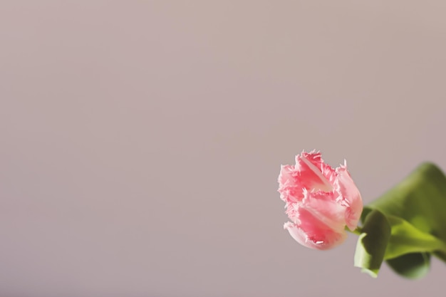 fresh pink tulips isolated on a white background