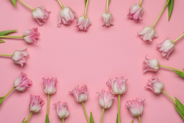 Fresh pink tulips on pastel pink background