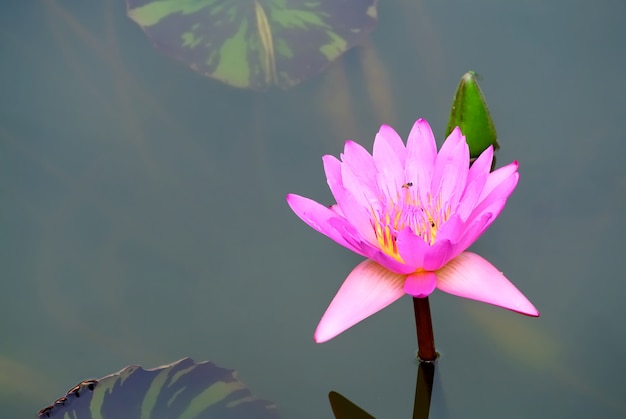 Fresh Pink Water Lily in the Pond