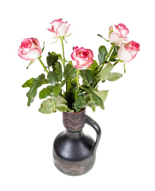 Fresh pink white roses in ceramic jug isolated