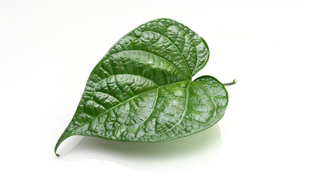 Photo fresh piper betel leaf on white background betel leaf betel leaf