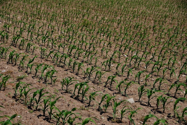 Fresh plant of corn