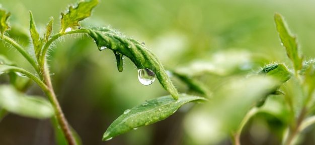 露のしずくのある新鮮な植物が庭にクローズアップします。新鮮な天然有機製品