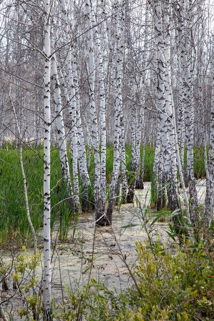 Foto piante fresche in foresta