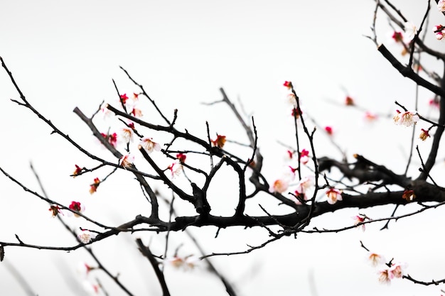 白い背景に隔離された新鮮な梅の木の花