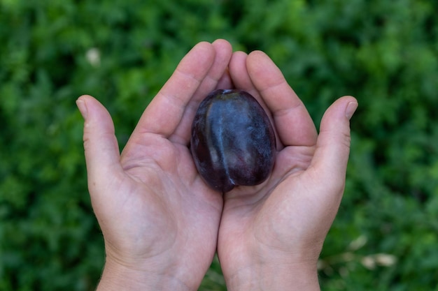 Fresh Plum in Woman Hands