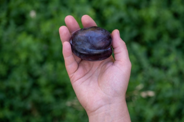 Fresh plum in woman hands