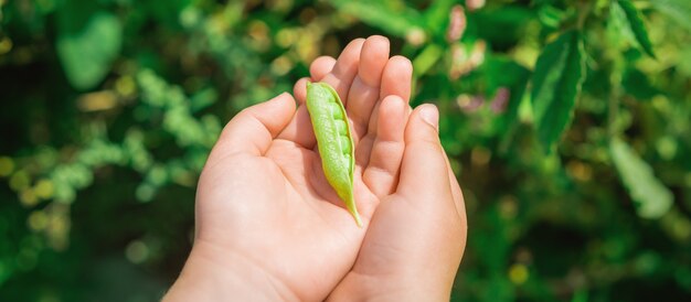 Fresh pods of green peas in hands of child