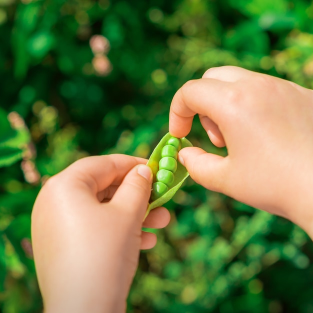 Fresh pods of green peas in hands of child