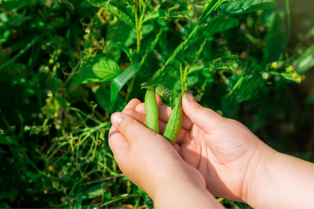 Fresh pods of green peas in hands of child.