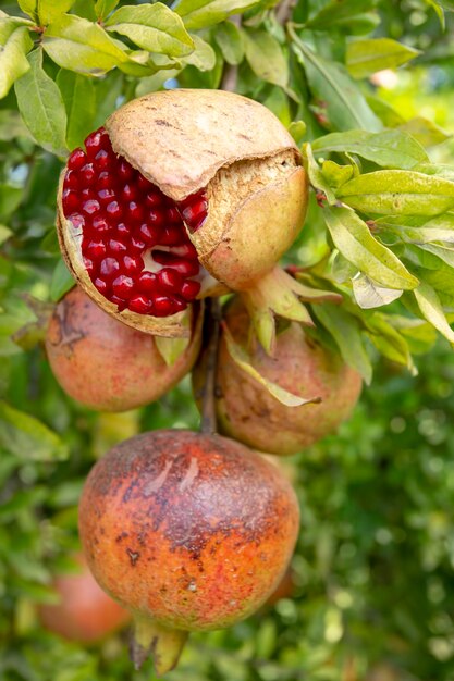 Foto albero da frutto fresco del melograno, izmir / turchia