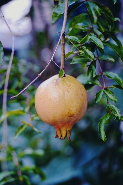 Photo fresh pomegranate