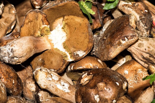 Fresh porcini mushrooms on sale at Market