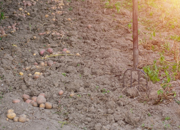 庭での新鮮なジャガイモの収穫 農夫はジャガイモを地面から掘り出します