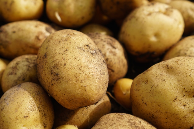 Photo fresh potato lying on the ground, good harvest and organic food.