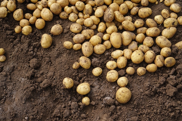 Фото Свежий картофель, лежащий на земле, хороший урожай и натуральные продукты