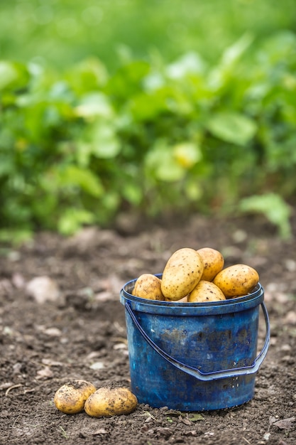 Photo fresh potatoes in blue bucket freely lying on the soil.