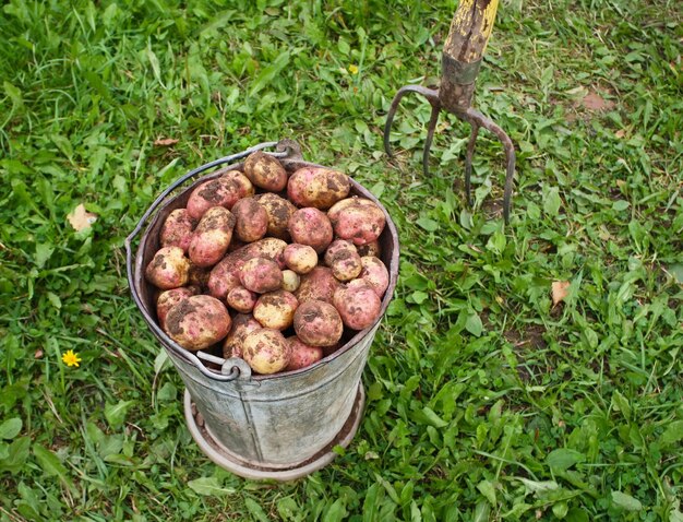 Fresh potatoes in a bucket on a rural field