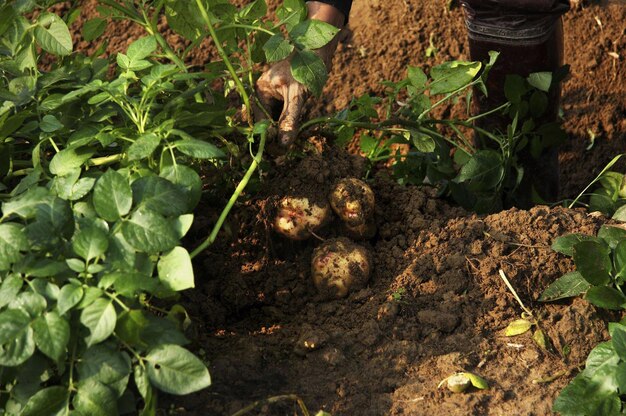 Fresh Potatoes from field