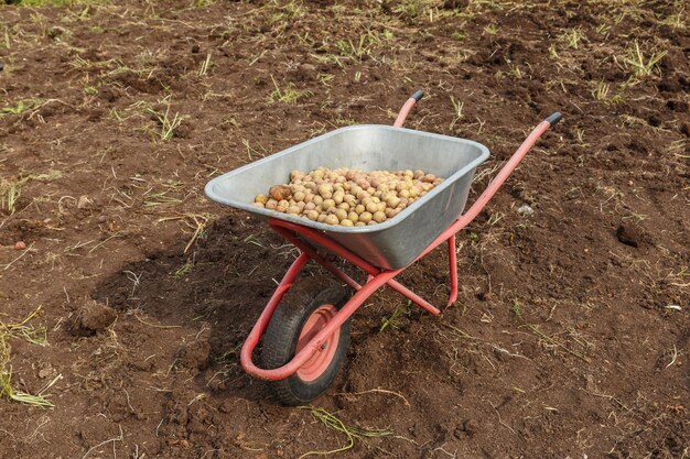 Fresh potatoes in a Garden wheelbarrow Harvesting potatoes in autumn