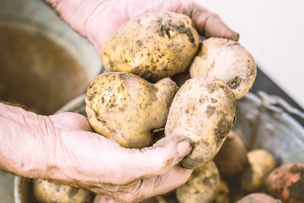 Photo fresh potatoes in old elderly farmer's hands above the bucket,
