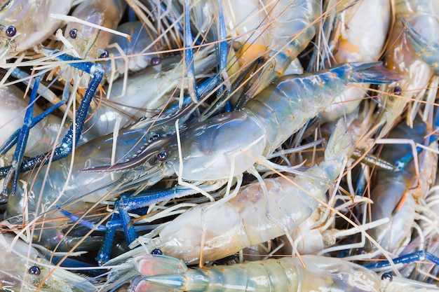 Fresh prawn shrimp on the market 