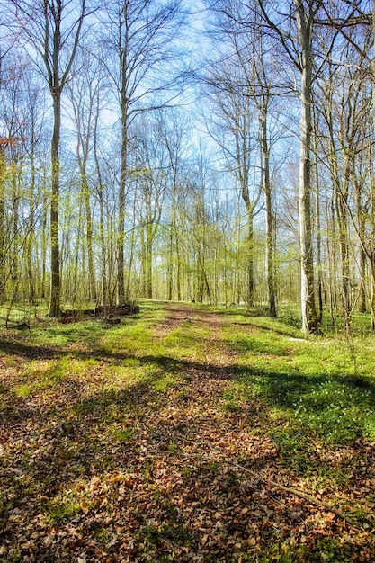 Fresh pretty and colorful nature with tall trees in a green forest on a sunny day Beautiful relaxing views of a peaceful park with calming soothing zen Rows of man bare tree branches