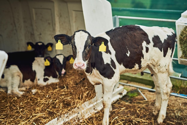 Fresh produce High angle shot of calves on a dairy farm