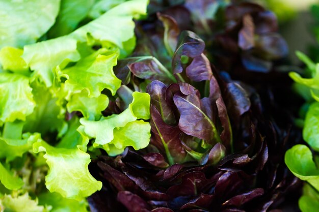 Fresh produce at the local Farmers Market.