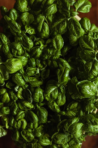 Fresh produce photography Basil in a pot on the wooden table