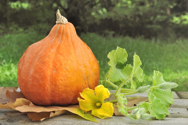 Fresh pumpkin in garden