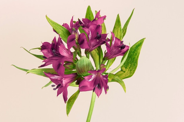 Fresh purple Alstroemeria flower isolated on beige background