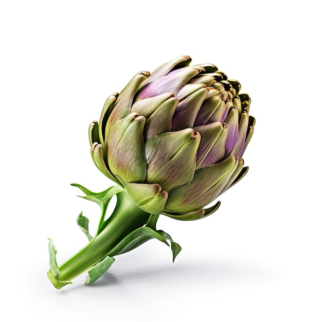 Fresh purple artichoke isolated on white background