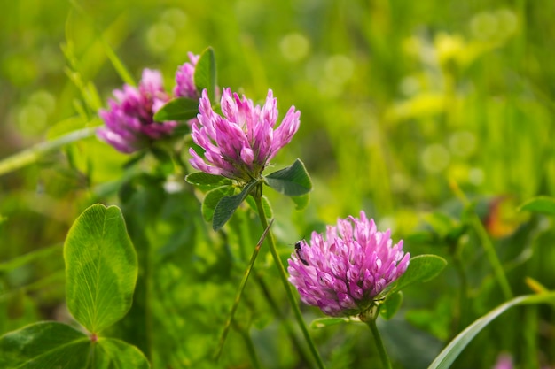 Fresh purple clover in the grass on a meadow.