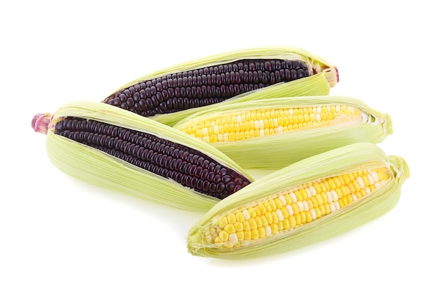 Fresh purple corn and sweet corn isolated on white background