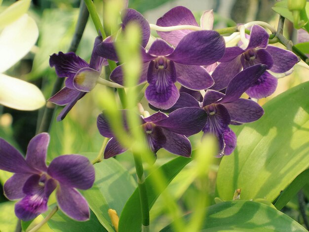 写真 庭に新鮮な紫色の花がいています