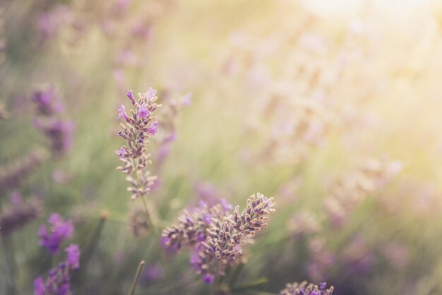 Fresh purple lavender blossoms in France blue sky post card