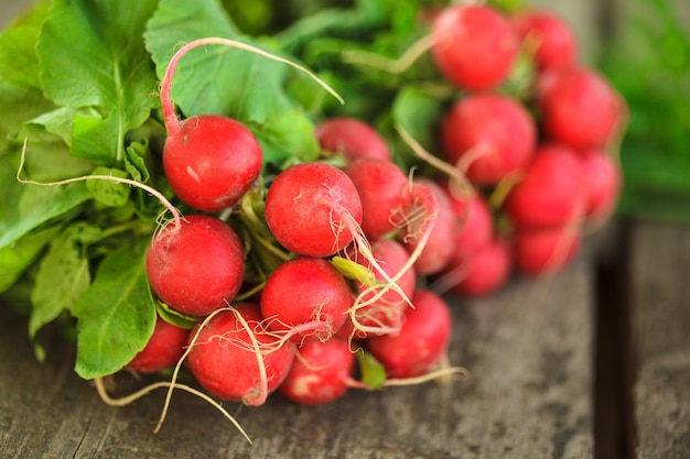 Fresh radish bunch