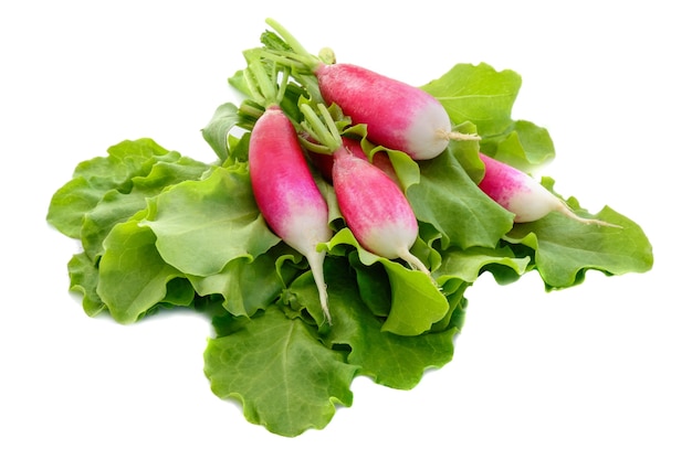 Fresh radish on green lettuce salad isolated on white