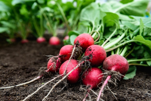 Fresh radish harvest on soil in garden